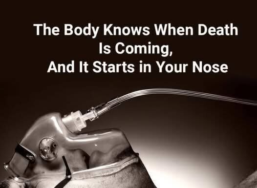 The Body Knows When Death is Near, and It Begins in Your Nose