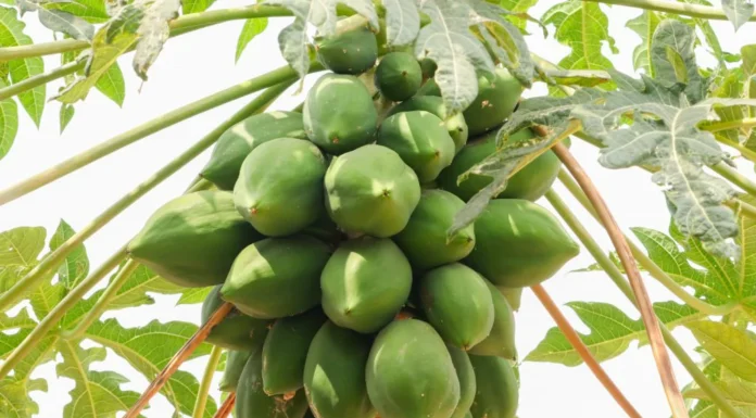 Green Papaya Latex: 18 Surprising Benefits for Health and Beauty