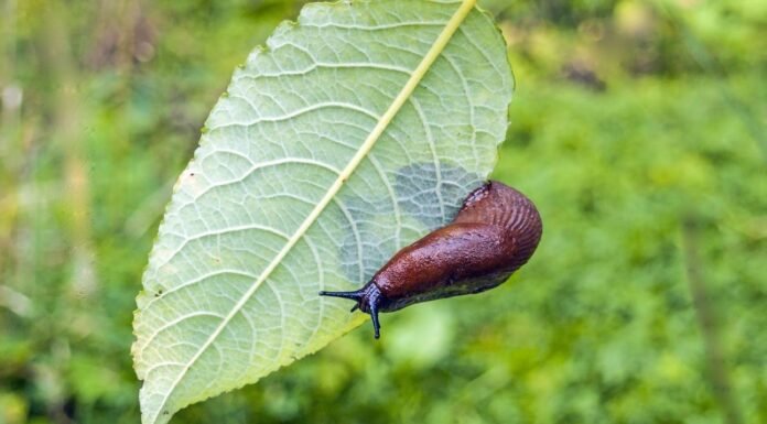 Slugs: The Surprisingly Important Creatures Beneath Our Feet