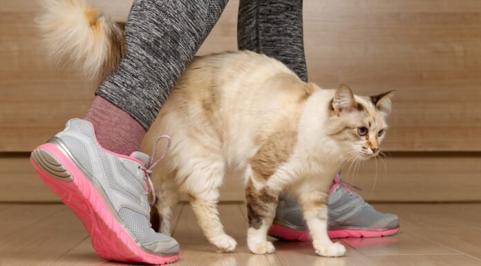 When a cat rubs against you, this is what it means