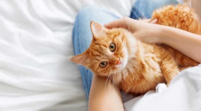 8 Ways To Tell If Your Cat Actually Likes You Or Just Tolerates You