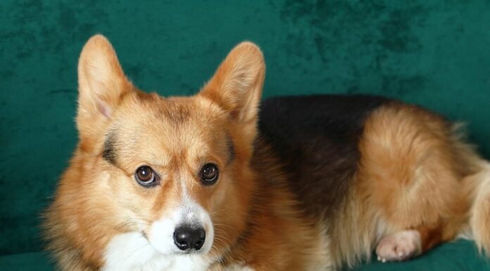 Your Dog Isn’t Stealing Your Bed For The Reason You Think