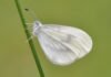 What does it mean when a white butterfly visits you?