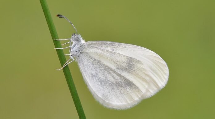 What does it mean when a white butterfly visits you?