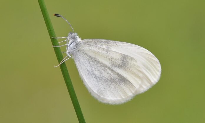 15856329568_f034df89c8_o