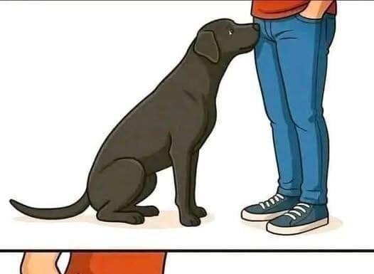 If your dog is sniffing your genital area, it means you have…