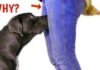 Why Dogs May Sniff Your Genital Area: Surprising Truth