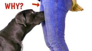 Why Dogs May Sniff Your Genital Area: Surprising Truth