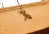 What Does It Mean When You Find a Lizard in Your House?