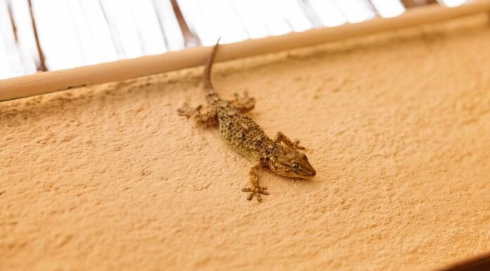 What Does It Mean When You Find a Lizard in Your House?