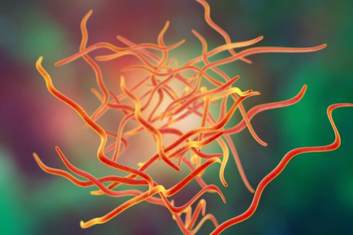 Pinworms-Helminths-nematodes-Enterobius-dreamstime_m_81609600-2048x1365