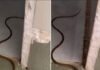 What It Means When a Snake Enters Your Home—and How to Respond Safely