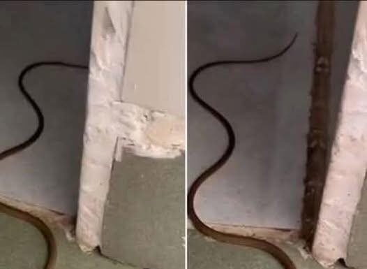 What It Means When a Snake Enters Your Home—and How to Respond Safely