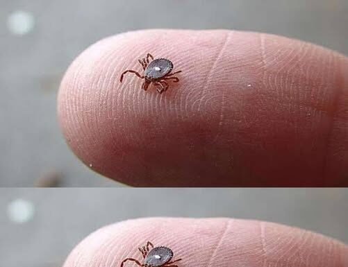Does anyone know what this is?