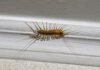 If you find a centipede at home, here is what it means…