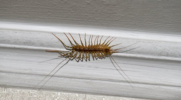If you find a centipede at home, here is what it means…