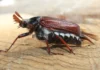 If this bug appears in your bathroom, it means that you are …