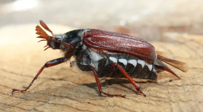 If this bug appears in your bathroom, it means that you are …