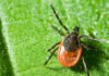 US Tick Bite Warning 2026: States, Maps & CDC Alert