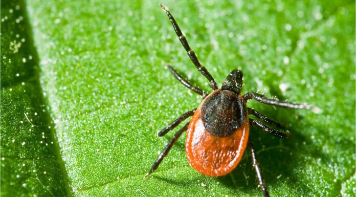 US Tick Bite Warning 2026: States, Maps & CDC Alert