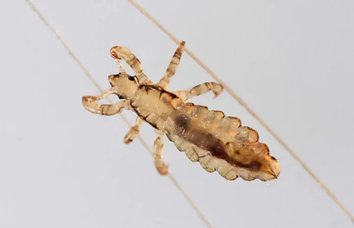 Super-Lice-Background-1030x665