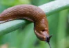 Did You Know That When a Slug Visits Your House It Means That You Have…See More