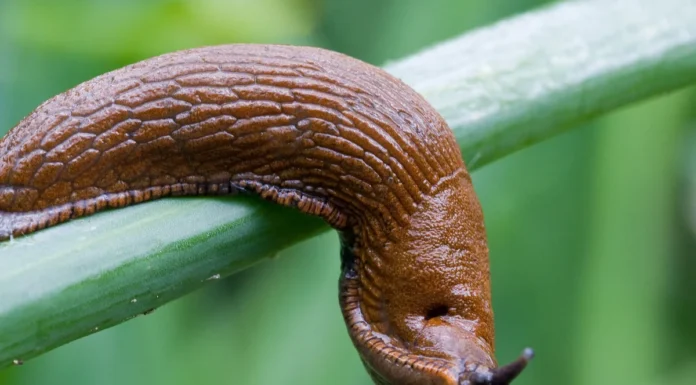 Did You Know That When a Slug Visits Your House It Means That You Have…See More