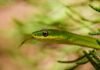 8 Scents That Snakes Hate. Put Them Around Your House to Keep Snakes Away