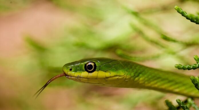 8 Scents That Snakes Hate. Put Them Around Your House to Keep Snakes Away