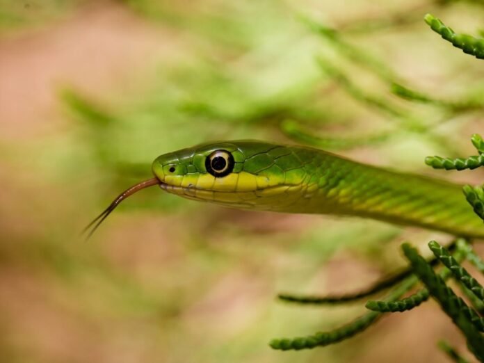 Close up of green garden snake with tongue out, slithering through cedar tree